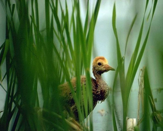 Try bird watching for a Christmas adventure