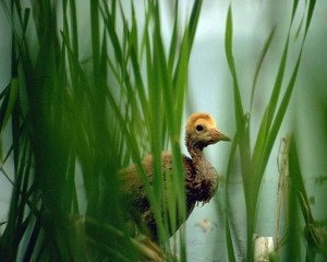 Try bird watching for a Christmas adventure