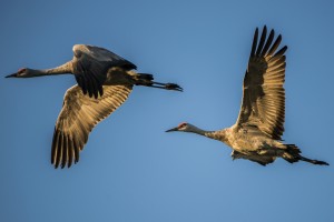 Hundreds gather to learn about Sandhill cranes