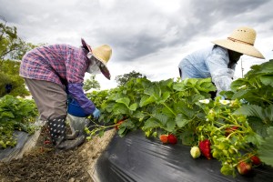 Lodi City Council approves annexing 30 acres — currently strawberry fields — for new office building development