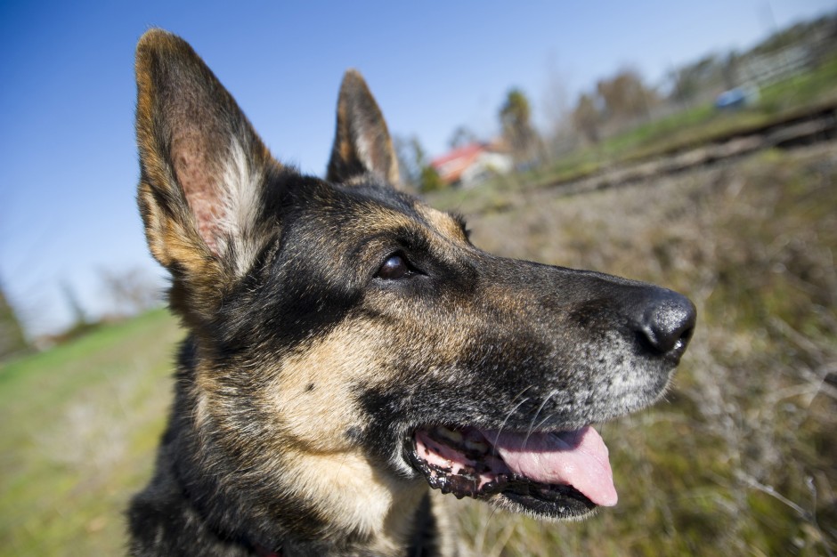 Cadaver dogs can play a key role in high-profile murder investigations