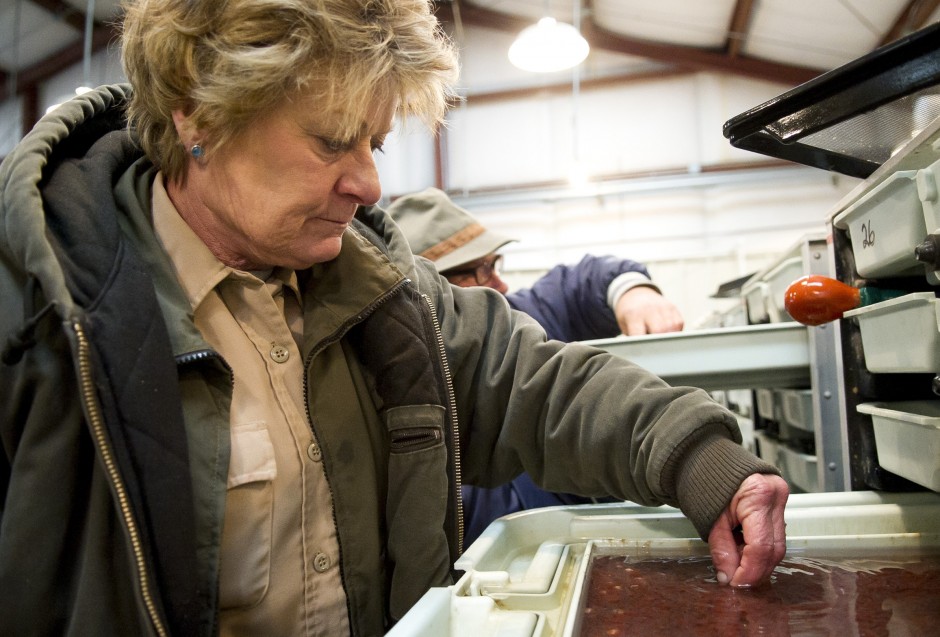 Experts and anglers pleased with higher Chinook numbers for Mokelumne River run