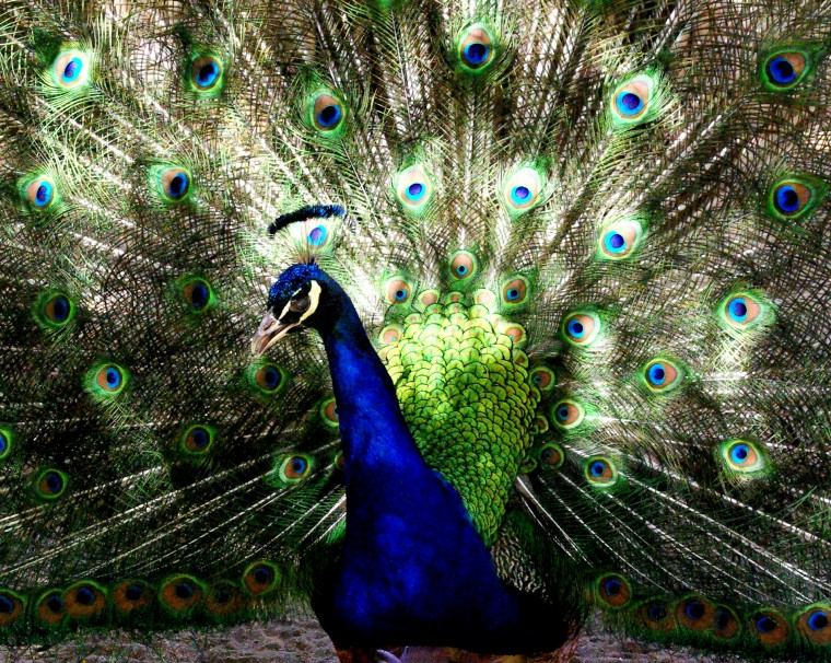 Peacock at Wickiup AZ