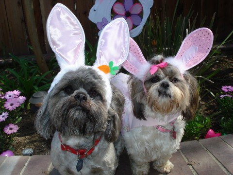 Happy Easter