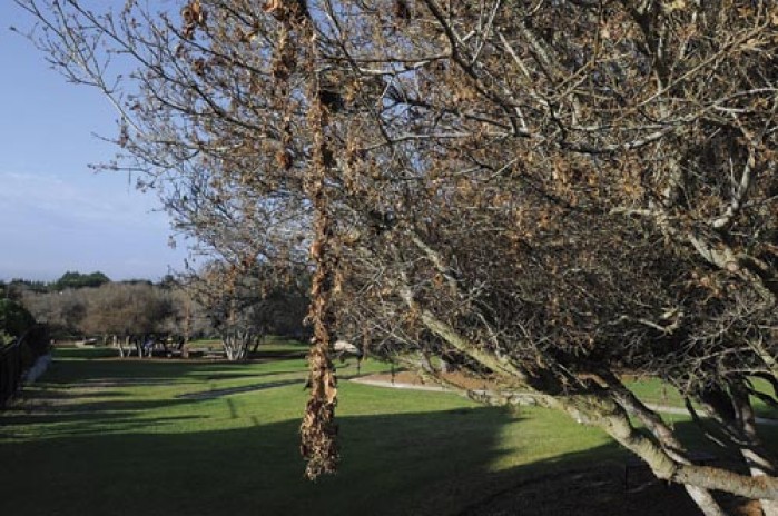 download cutworms in lawn