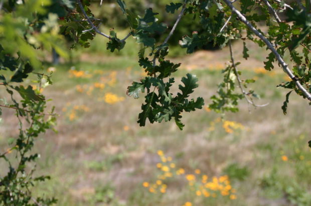 Oak and poppy