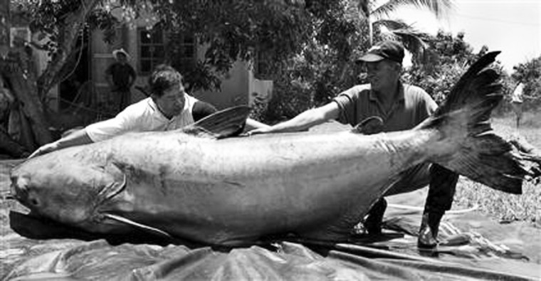 World+record+mekong+catfish