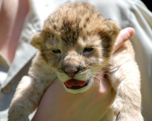 Lion cub