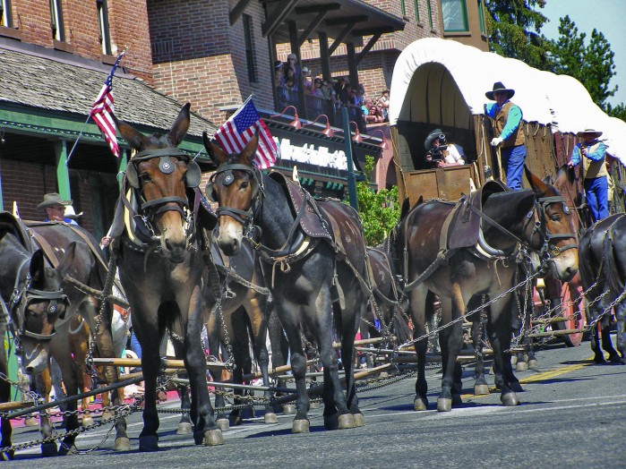 At Wagon Days Parade, It’s Horsepower Only