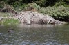 Beavers