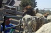A Zoo Supplier’s Breeding Program has Swollen the Ranks of a Camel Herd in Buhl
