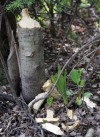 Beavers