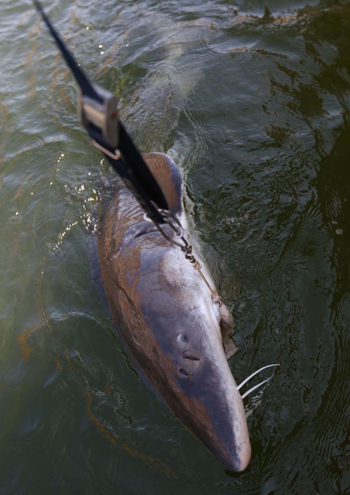 Snake River Sturgeon Poaching Fish and Game Seeks Information