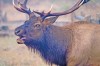 Make Your Dreams Come True with a Super Hunt