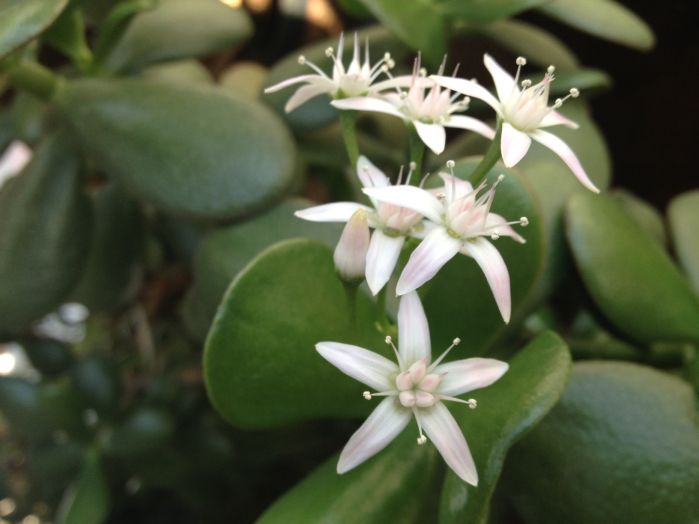 Blog How to Force a Jade Plant to Bloom On Assignment Behind the Scenes Reporting