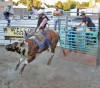 A Gooding bar and restaurant offers free rodeo action