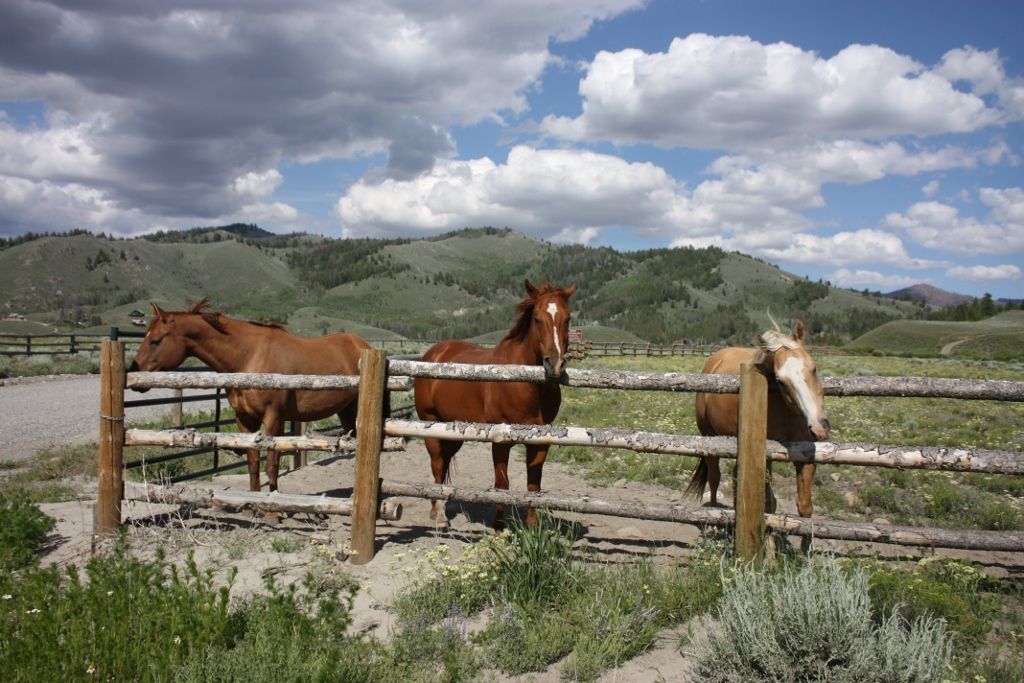 Gallery Readers' Photos of Idaho Farm Life Southern Idaho Local News