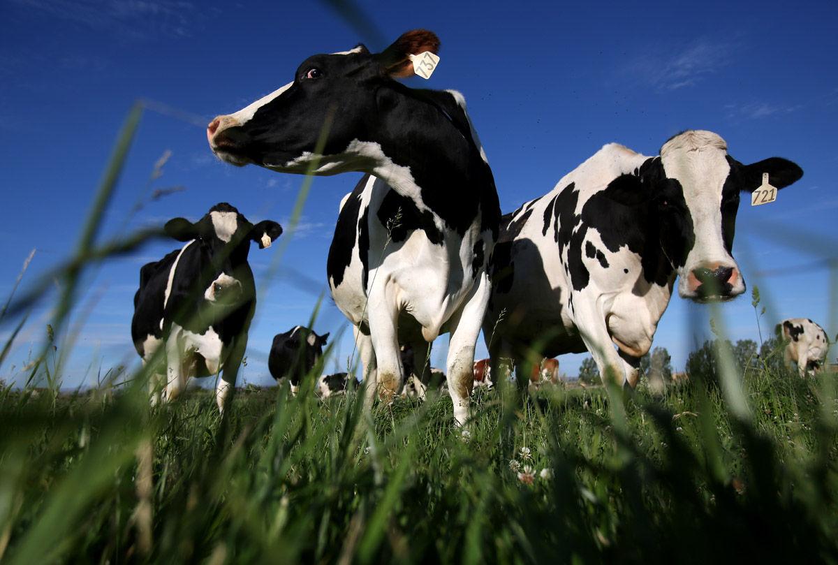 65, Idaho's Dairy Industry