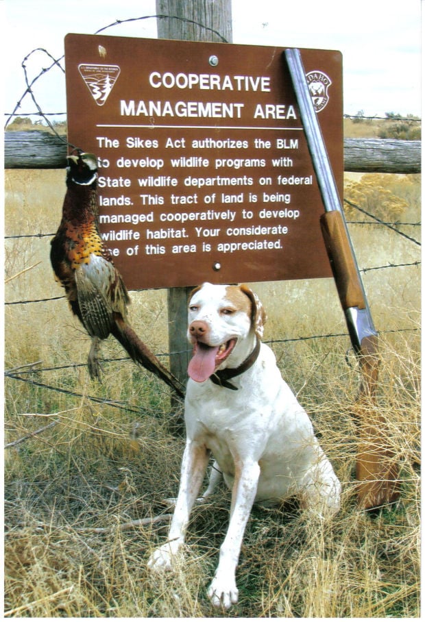 Idaho’s Pheasant Season Nears