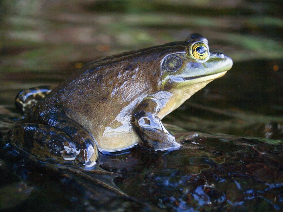 Bullfrogs Threatening Native Northwest Species Southern Idaho Local