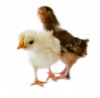 Chick magnet