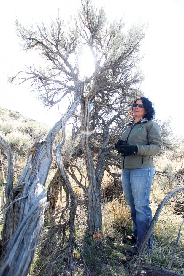 Using Sage brush for woodburning? - Homesteading Questions