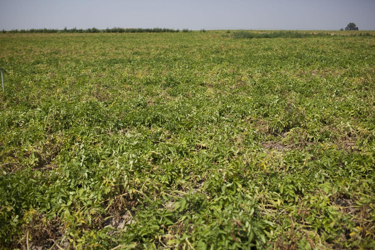 Cautious Optimism as E. Idaho Potato Harvest Approaches