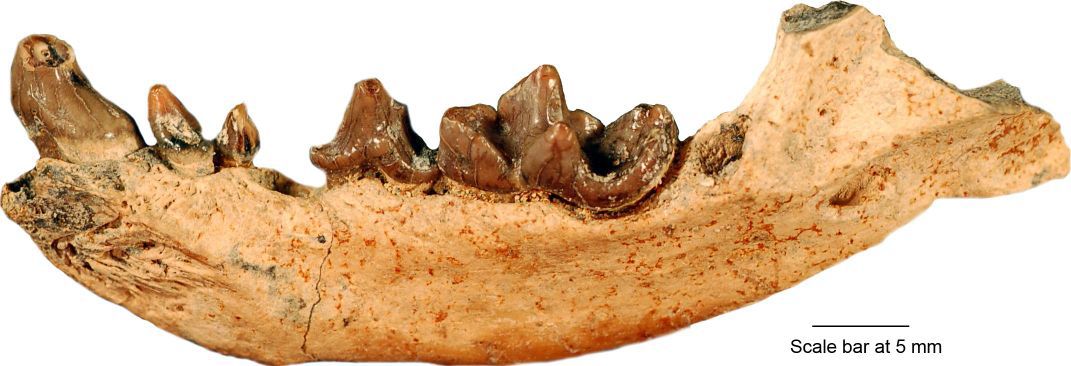 New Otter Fossil