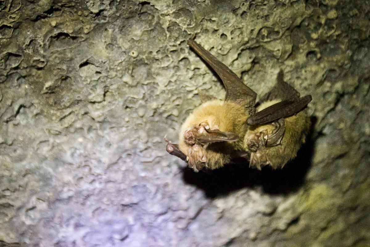 Idaho's 14 Bats Species Southern Idaho Local News