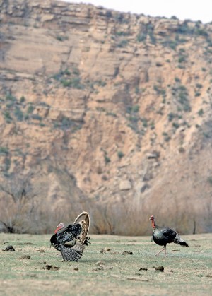 Mother Nature Messes Up Spring Turkey Season, Hunters Say
