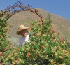 Learn How Gardeners Beautified Typical Subdivision Lots