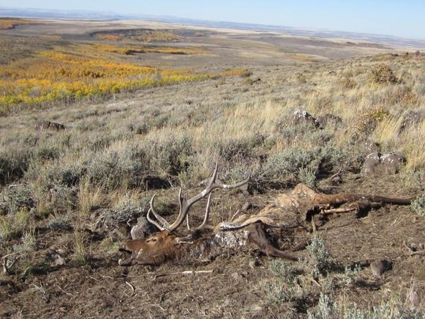 Find Rabbits for Sale in Idaho This attraction features animals