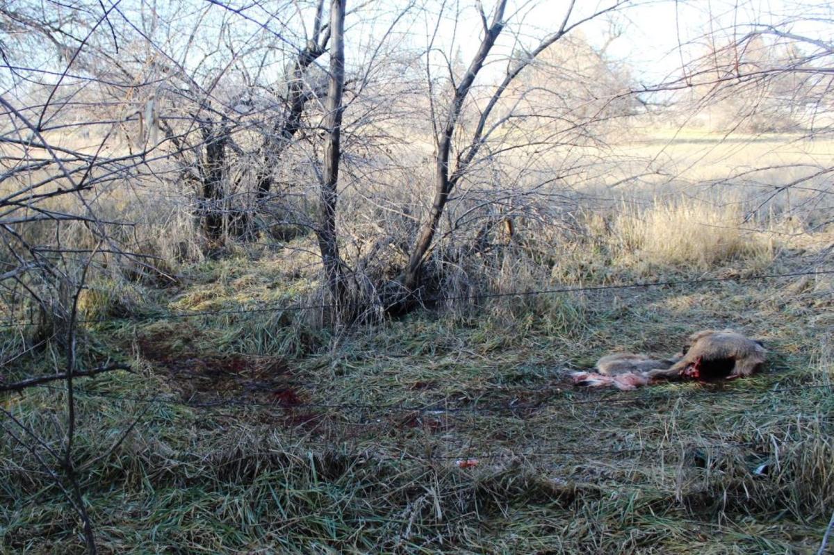 Man Pleads Guilty to Poaching Trophy Buck in Rock Creek Park | Southern Idaho Crime ...