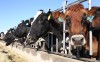 EPA Releases New Rules for Feedlots, Dairies