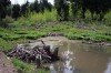 South Hills Wildlife Ponds Offer a Scenic Getaway with Abundant Wildlife