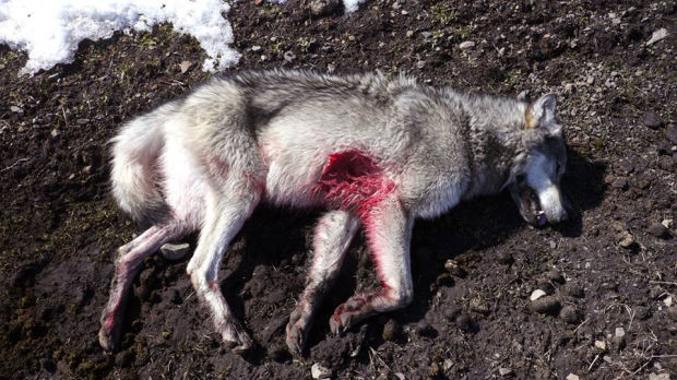 Pin Wolf Killed By Dog on Pinterest Pin Wolf Killed By Dog on Pinterest