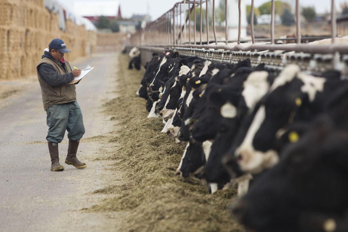 Dairy Industry Faces Environmental Challenges Southern Idaho