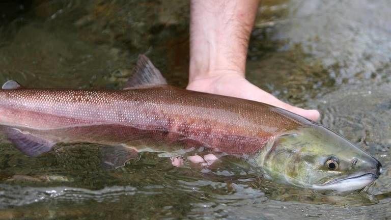 'This is worse' than 2015: Northwest weather heats rivers, puts Idaho sockeye in danger 1 'This is worse' than 2015: Northwest weather heats rivers, puts Idaho sockeye in danger