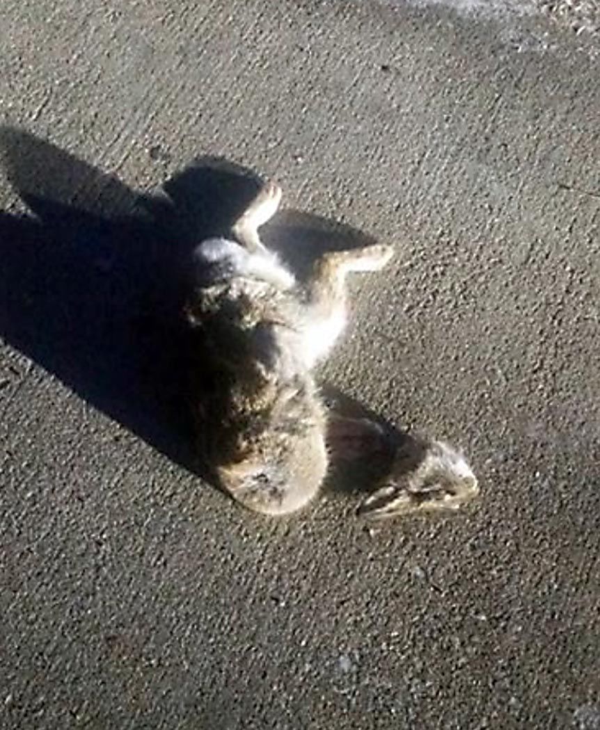 Ask Us Photo proof arrives that headless bunny epidemic is not over