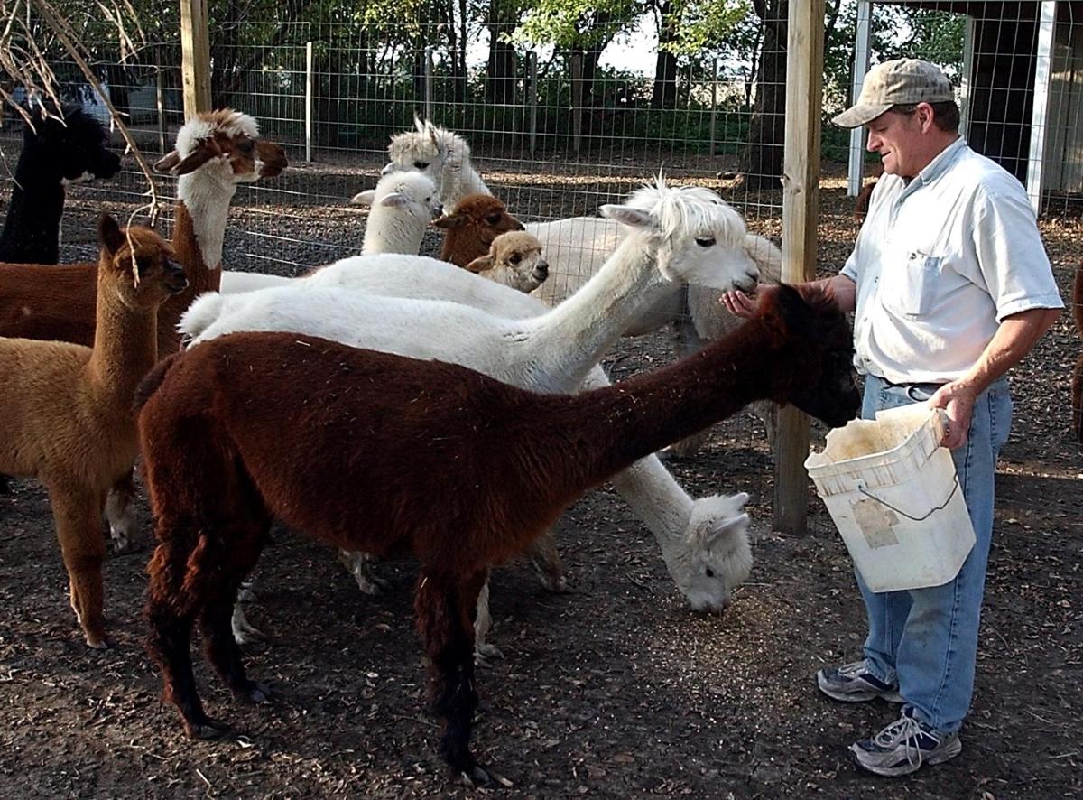 Mn Alpaca Farm Tour Mn Alpaca Farm Tour