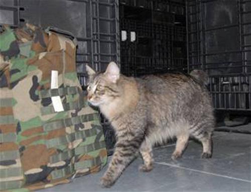 Cats Work on Military Base