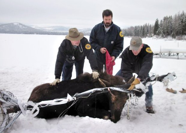 montana fish wildlife and parks
