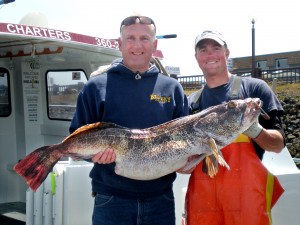 Missoula man snags sea bass, with 2 ling cods attached