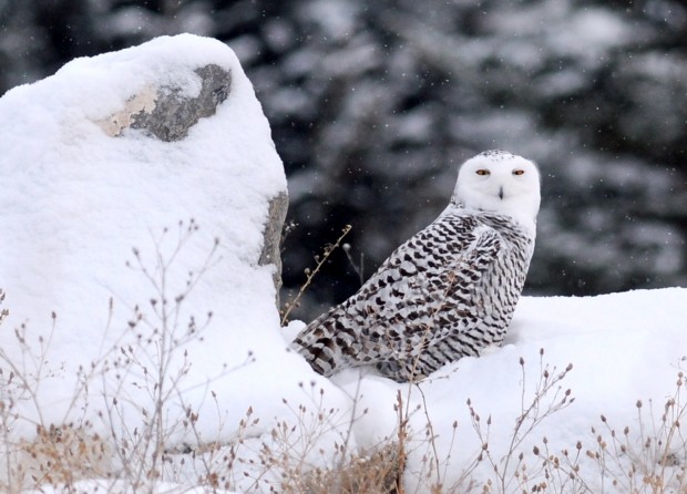 123112 snowy owl hometown1 jpg 123112 snowy owl hometown1 jpg