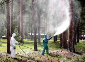 Crews spray trees on Bitterroot National Forest to protect against pine beetles