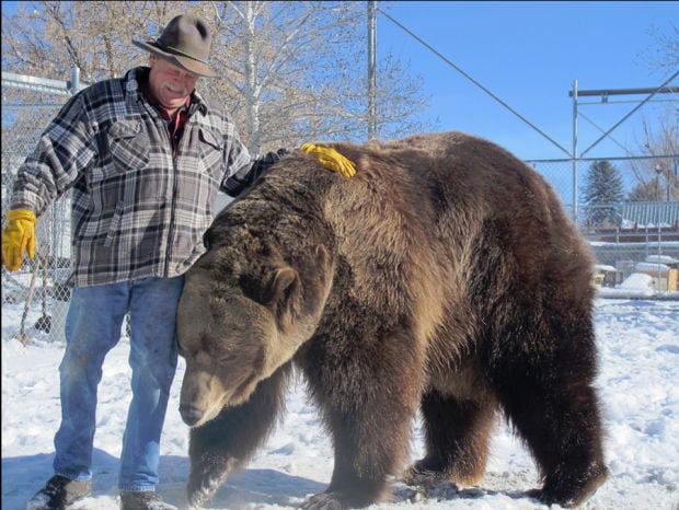 Utah’s Bart The Bear: Hollywood Star, Savior For Grizzly Habitat ...