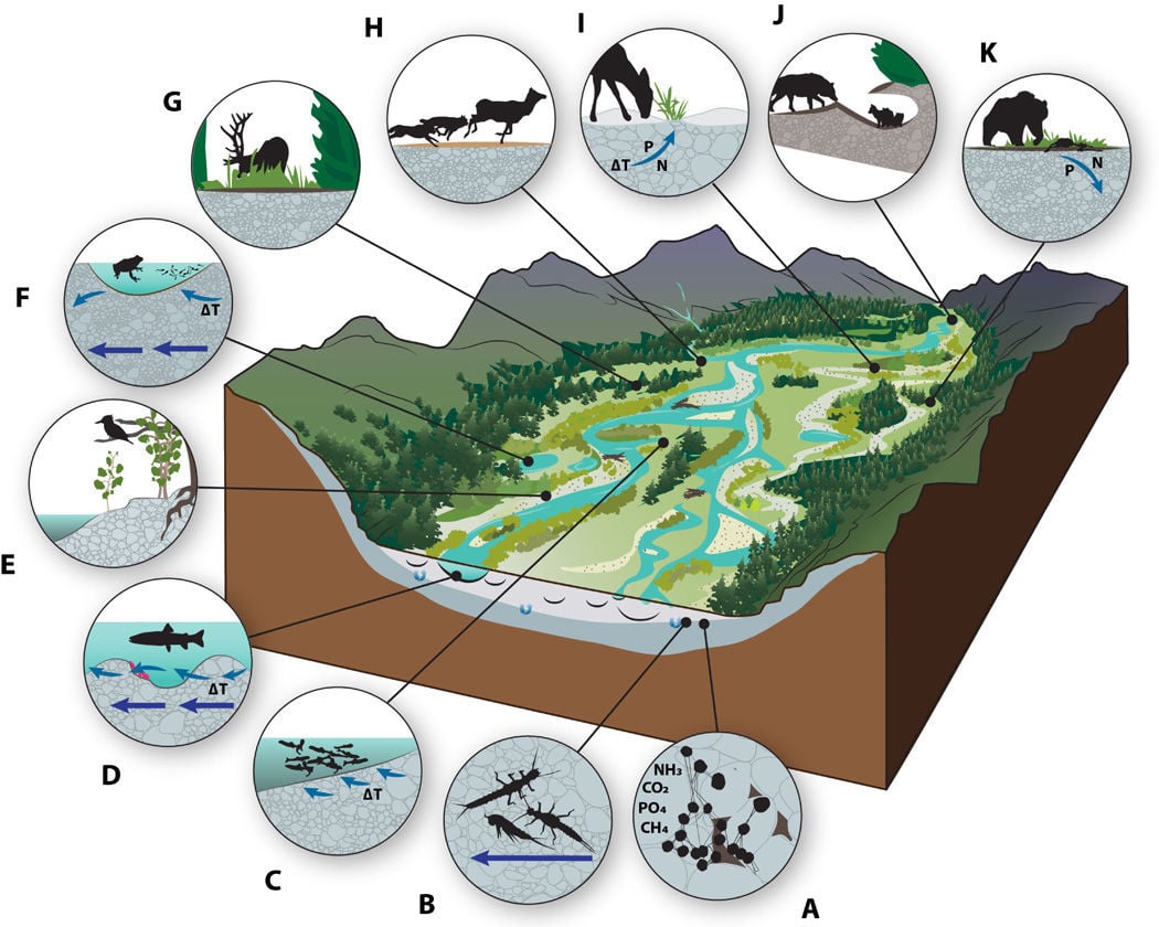 Floodplain ecosystem