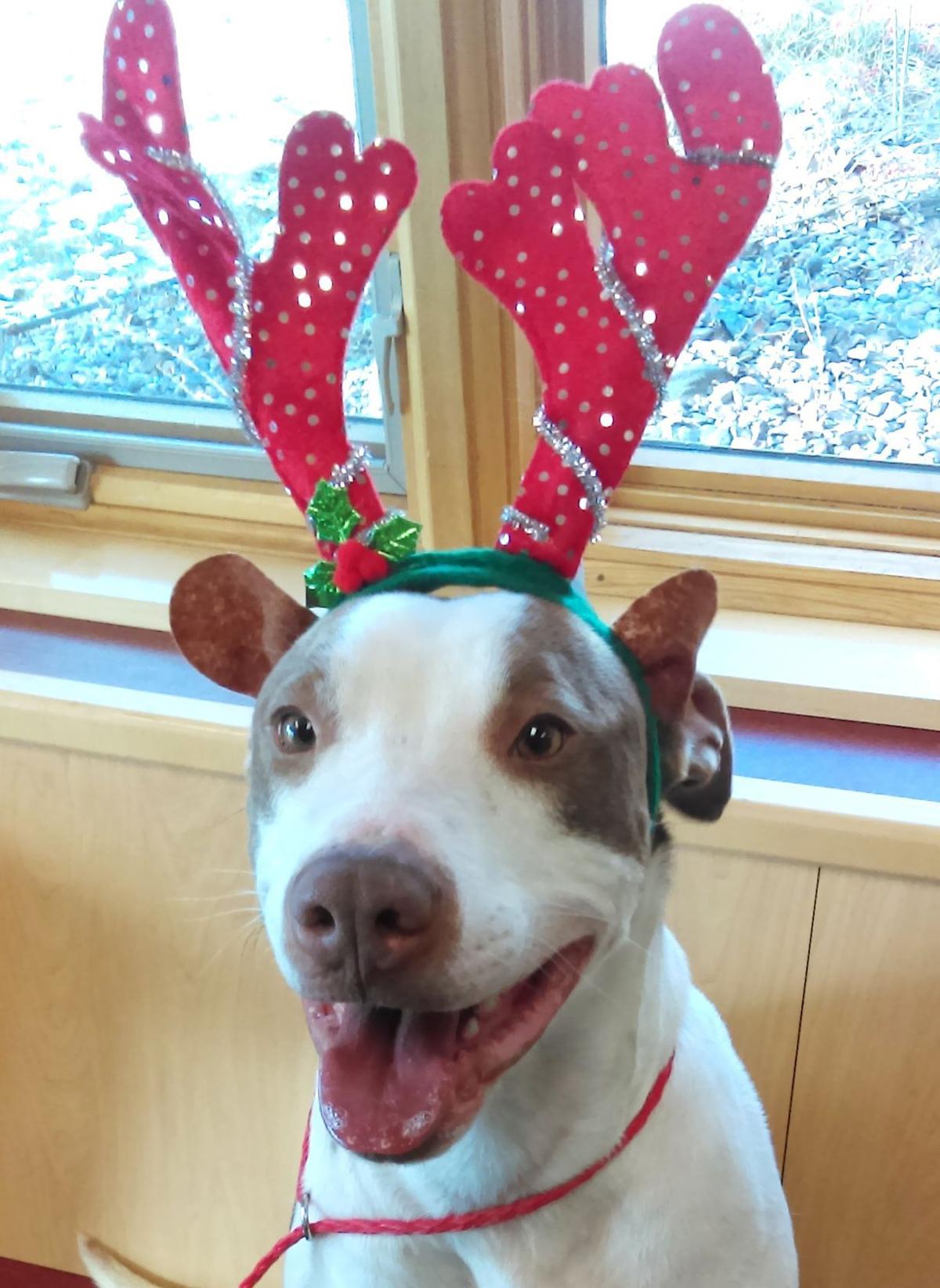 Maynard would make a great agility dog | Pets | missoulian.com
