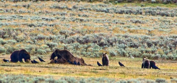 Yellowstone Park bison, grizzlies