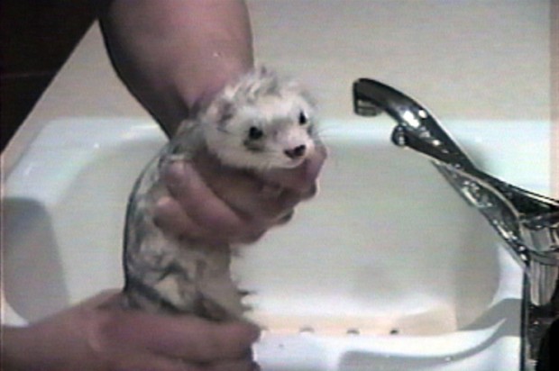 ferret fun